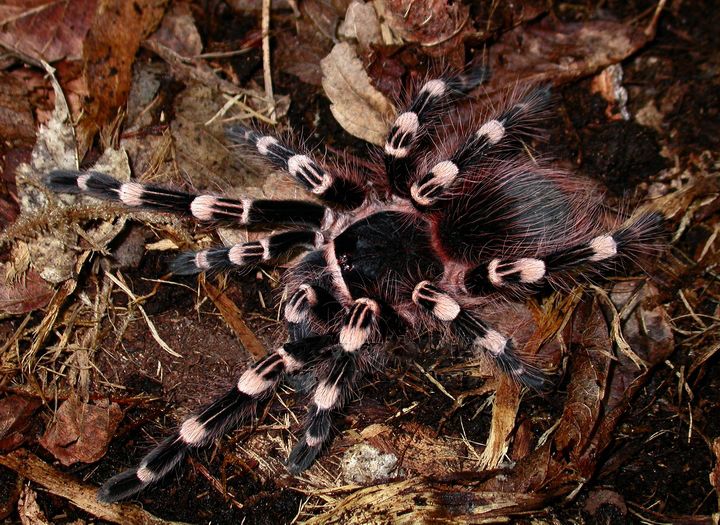 Acanthoscurria geniculata