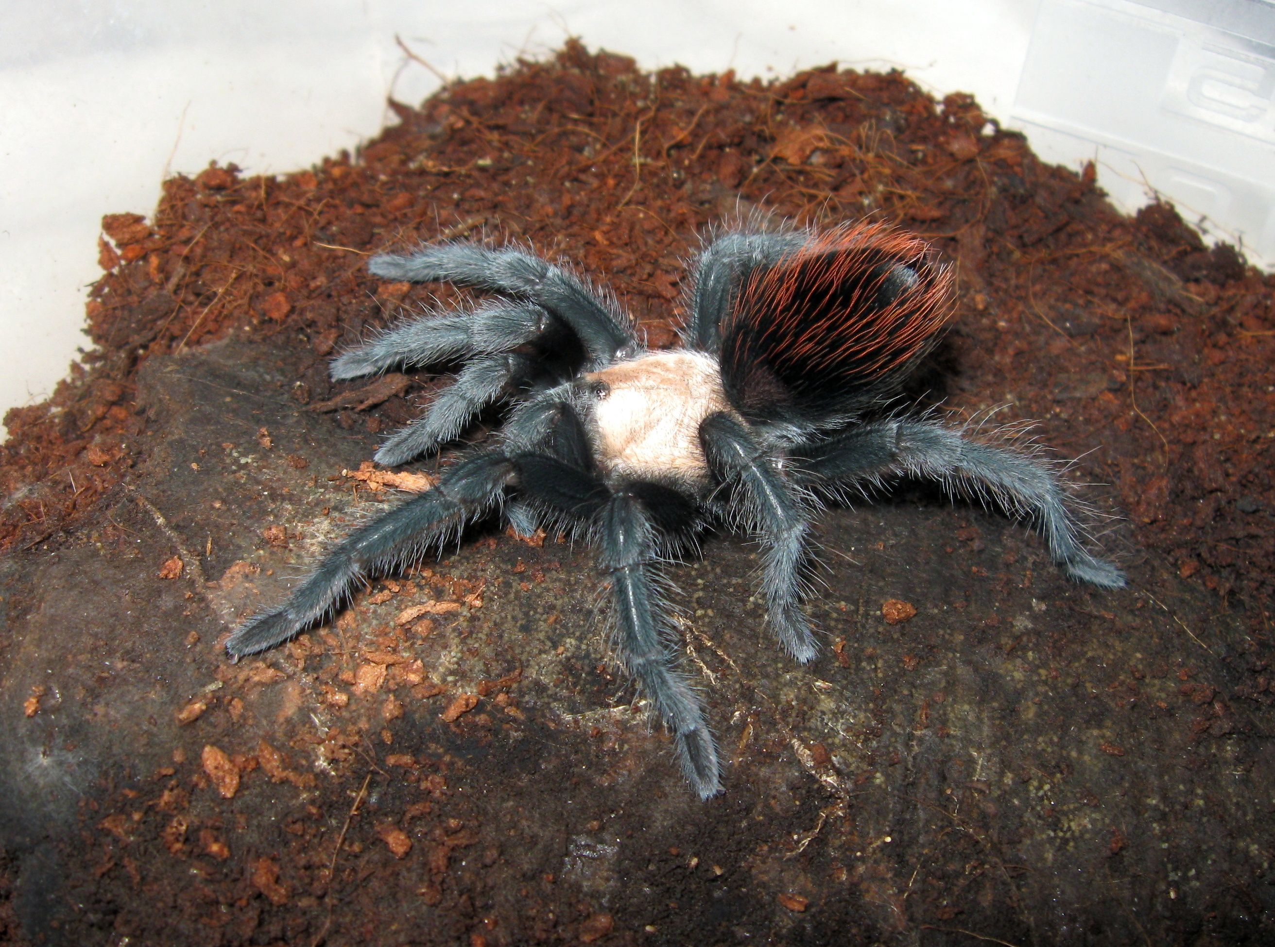Brachypelma Albiceps
