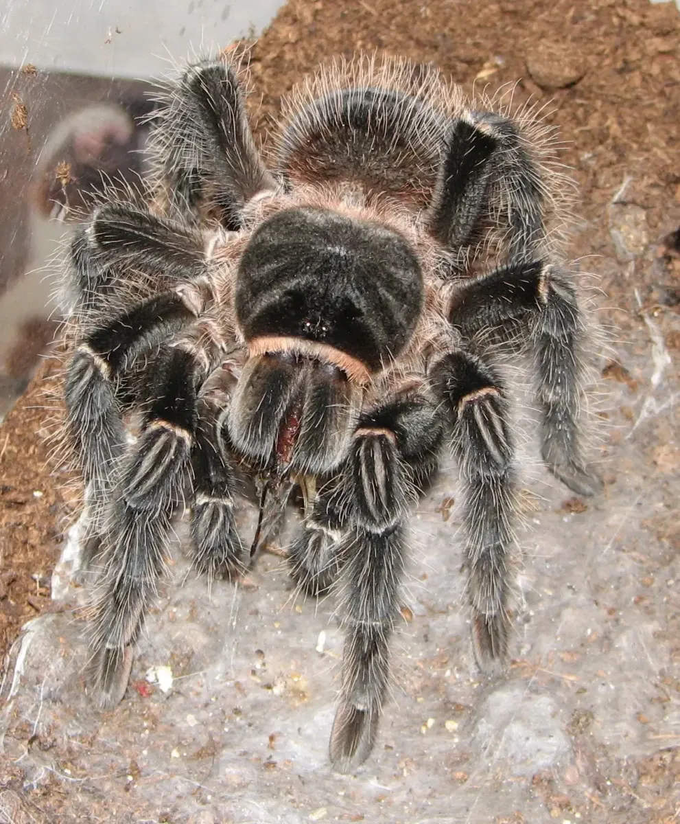 Lasiodora Parahybana